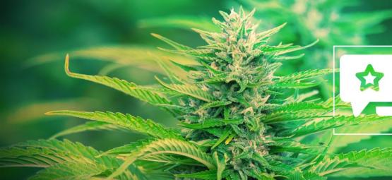 Gorilla Zkittlez: kannabislajike-arvostelu ja tiedot