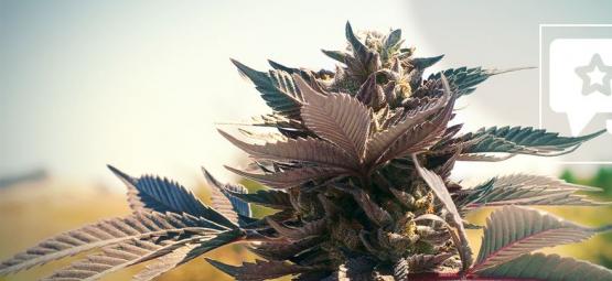 Wedding Cake: Kannabislajikkeen arvostelu ja tiedot