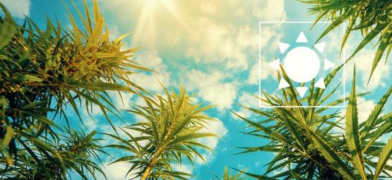 Kuinka paljon auringonvaloa ulkona kasvatettavat kannabiskasvit tarvitsevat?