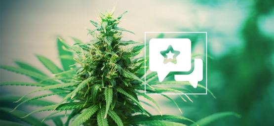 Tangerine Dream: kannabislajikkeen arvostelu ja tiedot