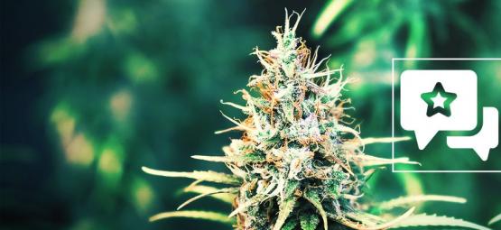 Cookies Kush: kannabislajikkeen arvostelu ja tiedot