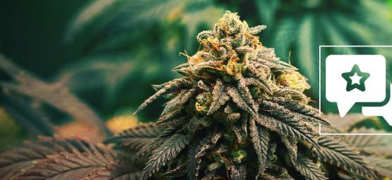 GG4: kannabislajikkeen arvostelu ja tiedot