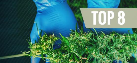 8 sadonkorjuun työkalua, jotka jokainen kannabiksen kasvattaja tarvitsee