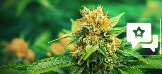 Mango Haze: Kannabislajikkeen arvostelu ja tiedot