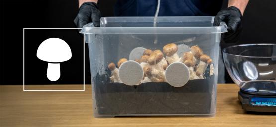 Kuinka rakennat monotubin sieniviljelyyn