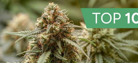 Top 10 Haze-kannabislajikkeet