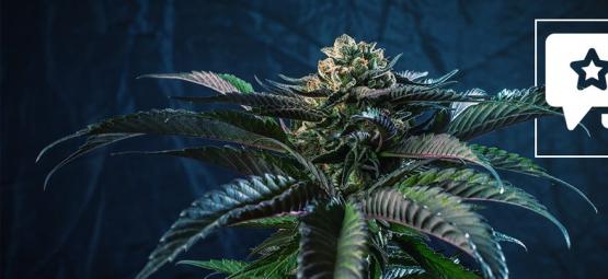 Silver Haze: kannabislajikkeen arvio ja tiedot
