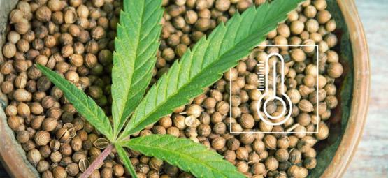 Parhaat Outdoor-kannabiksen siemenet Euroopassa ilmaston mukaan