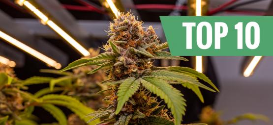 Top 10 korkeimmat kannabislajikkeet