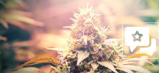 Candy Kush: kannabislajikkeen arvostelu ja tiedot