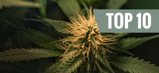 Top 10 Cheese -kannabislajikkeet