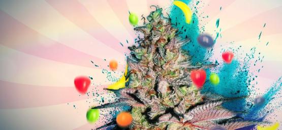 Runtz Auto: Kannabislajikkeen arvostelu ja tiedot