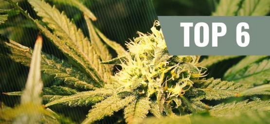 Top 6 THCV-kannabislajikkeet