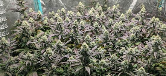 Top 10 korkean sadon feminisoidut kannabiksen siemenet