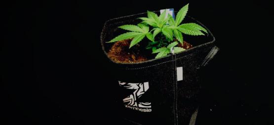 Kangaspottien hyödyt kannabiksen kasvatuksessa