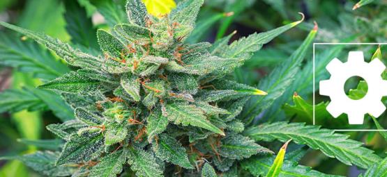 Ovatko autoflower-kannabislajikkeet vähemmän vahvoja kuin muut?