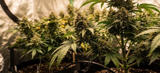 Top 10 korkean sadon feminisoidut kannabiksen siemenet