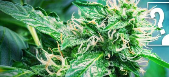 Pitäisikö aloittelijoiden aloittaa autoflower-kannabislajikkeilla?