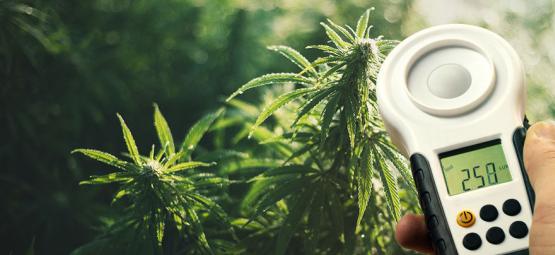 Kuinka parantaa kannabiksen satoa luksimittarilla