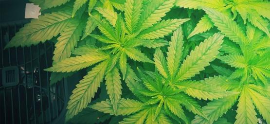 Miksi ilmankostuttaja kannattaa ottaa käyttöön, kun kasvatat kannabista