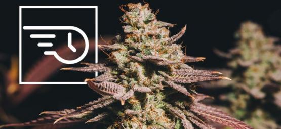 Mitä on nopeasti kukkiva kannabis?