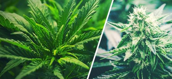 Milloin kannabis kannattaa siirtää kasvuvaiheesta kukintavaiheeseen