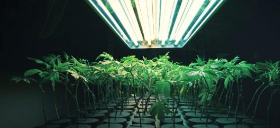 Mitä inertti kasvualusta tarkoittaa kannabiksen kasvatuksessa