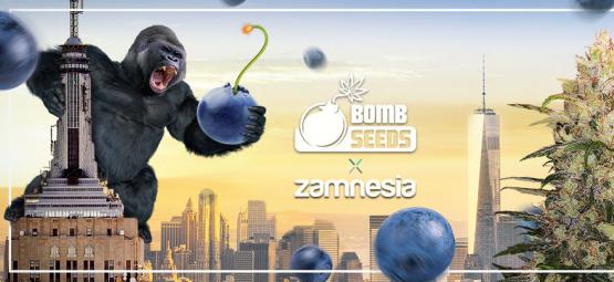 Zamnesia x Bomb Seeds: Bomberry Glue Auto (rajoitettu erä)