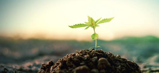 Kuinka teet itse kompostia kannabiksen kasvatukseen