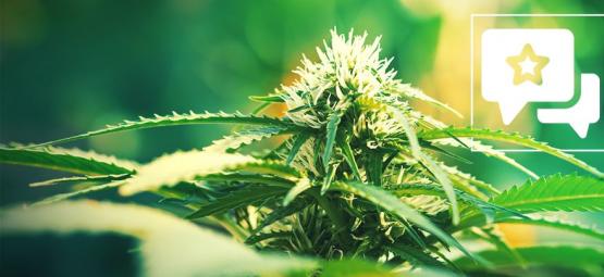 Super Lemon Haze: kannabislajikkeen arvostelu ja tiedot