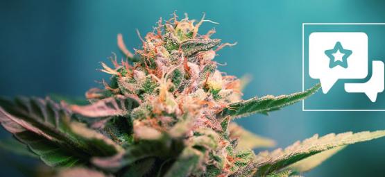 AK-47: kannabislajikkeen arvostelu ja tiedot