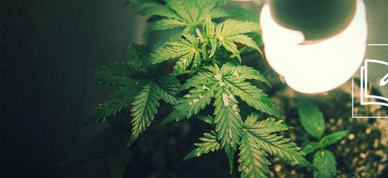 Kaikki, mitä sinun tulee tietää kannabiksen mikrokasvatuksesta