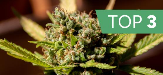 Top 3 kannabislajikkeet terpeenien mukaan
