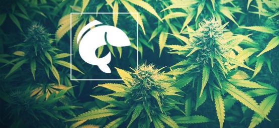 Opas kannabiksen kasvattamiseen akvaponiikalla