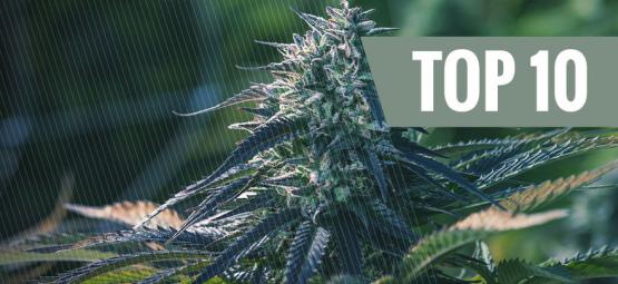 Top 10 eksklusiivisimmat kannabislajikkeet