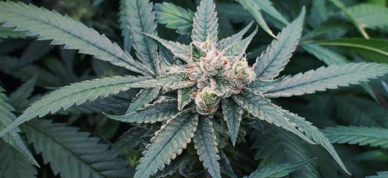 7 tekijää, jotka voivat vaikuttaa kannabiksen kukintaan