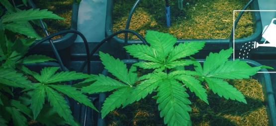 Kuinka kastella kannabiskasveja, kun et ole kotona