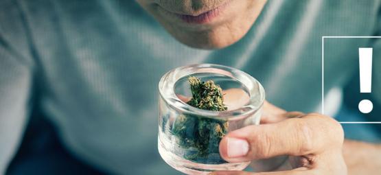 Kuinka tunnistaa kannabiksen kukintojen epäpuhtaudet