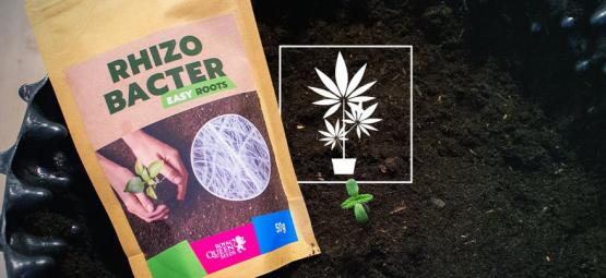 Kuinka rhizobakteerit voivat edistää kannabiksen kasvua
