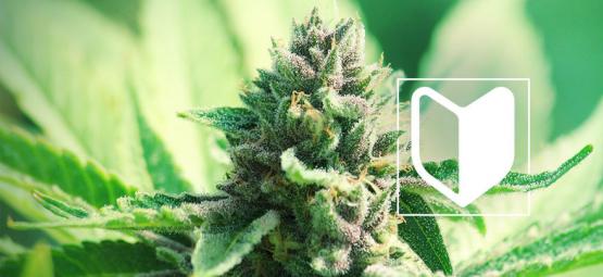 Mitä tarvitset kannabiksen kasvattamisen aloittamiseen?