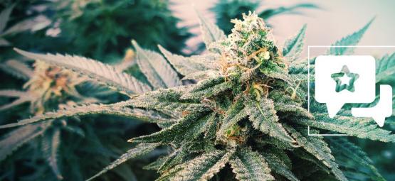Sunset Sherbet Automatic: Kannabislajikkeen arvostelu ja tiedot