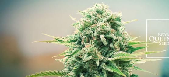 RQS:n uudet kannabislajikkeet nostavat rimaa vuonna 2026