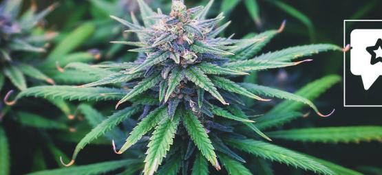 Do-Si-Dos Automatic: kannabislajikkeen arvostelu ja tiedot