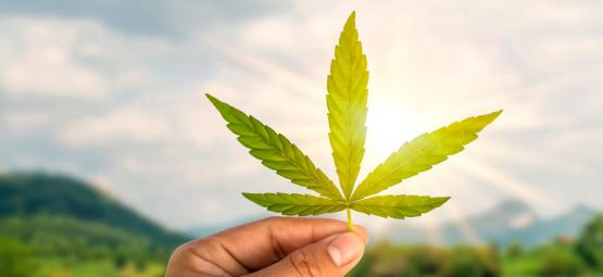 Kannabisalan urat avattuna