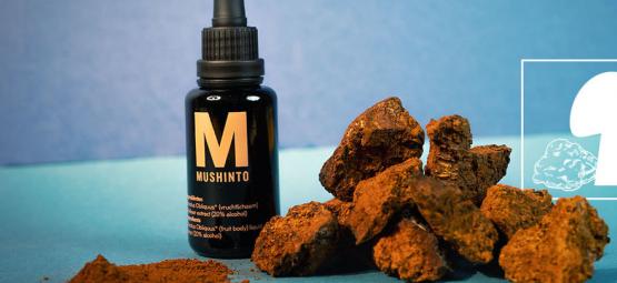 Mikä on chaga-sieni?
