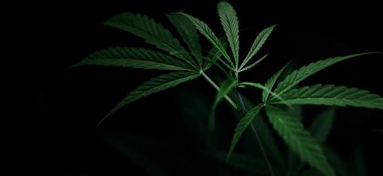 Kuinka hallitset kannabiksen kukintaa pimennysmenetelmällä
