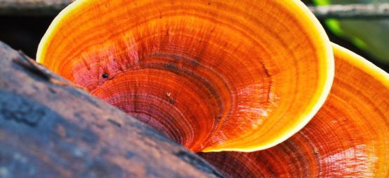 Mikä on reishi-sieni?