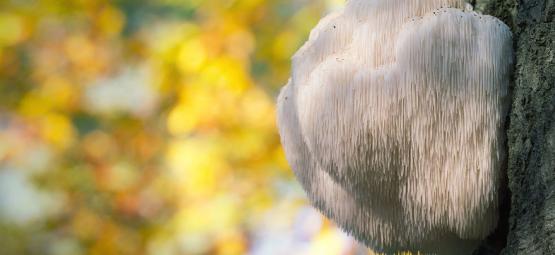 Mikä on lion’s mane -sieni?