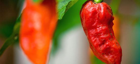 Ghost pepper (Bhut Jolokia): Näin kasvatat ja käytät