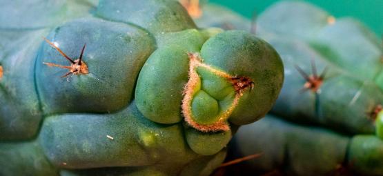 Echinopsis Zamnesiana — Eksklusiivinen meskaliini-kaktuksemme